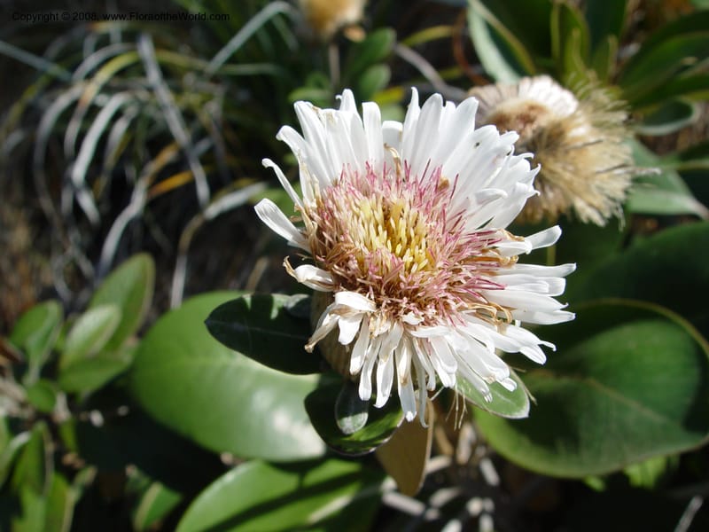 Olearia insignis, 85.0587--CA. UC Berkeley Bot. Gard. 19 Sep 03. 004.jpg