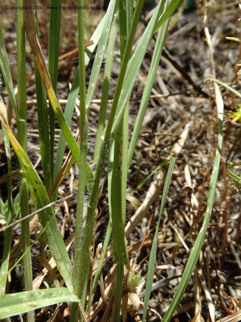 Bromus anomalus, Davidson, C 12563--Idaho. Valley Co. Payette Lake. Sylvan Beach. 12 Jul 2014. DSC09429 (145).JPG
