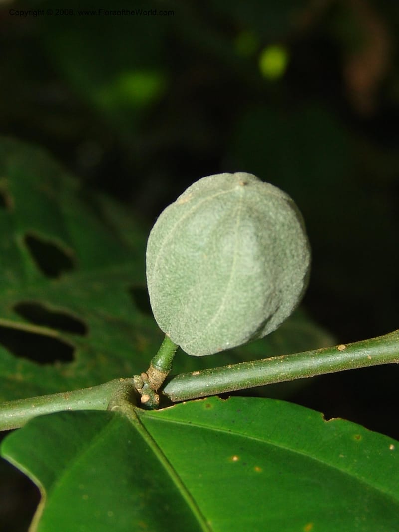 Leptonychia--Gabon. Libreville. Arboretum de Sibang. 10 Apr 06. 008.jpg
