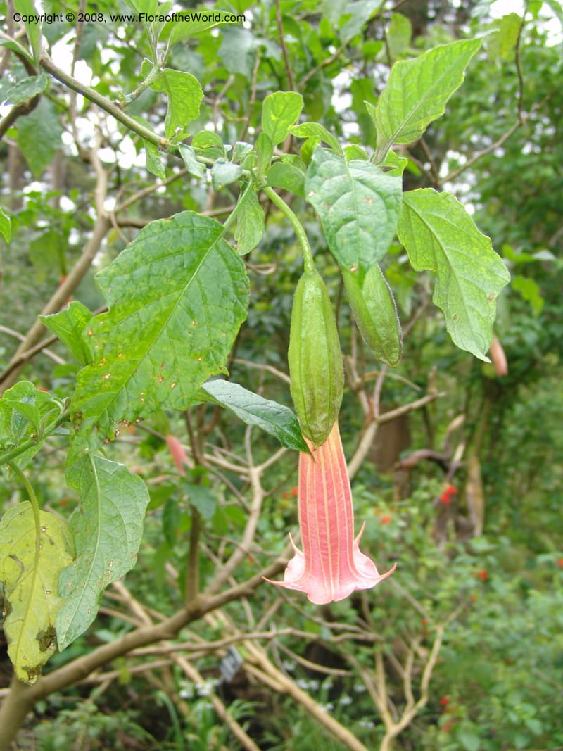 Brugmansia volcanicola--CA. San Francisco Botanical Garden (Strybing Arb.). 30 Mch 06. 269.jpg