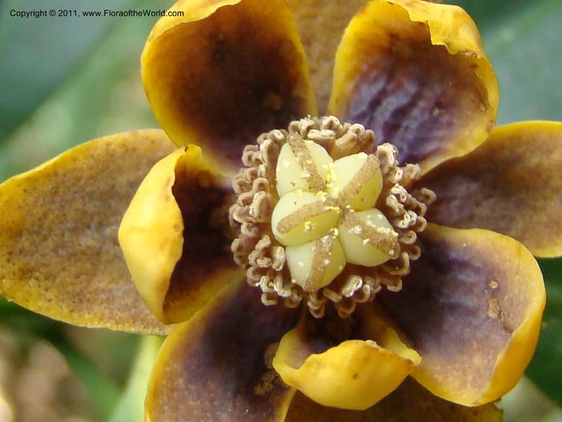Zygogynum,  Munzinger, J 4868--New Caledonia, Dogny, 19 Nov 2007, 280 (12).jpg