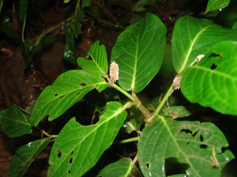 Piper longestylosum, AAraujoM1172--Bolivia. Pq. Nac. Madidi. Rio Tuichi, Rudidi Cr. 28 Nov 04. 077.jpg