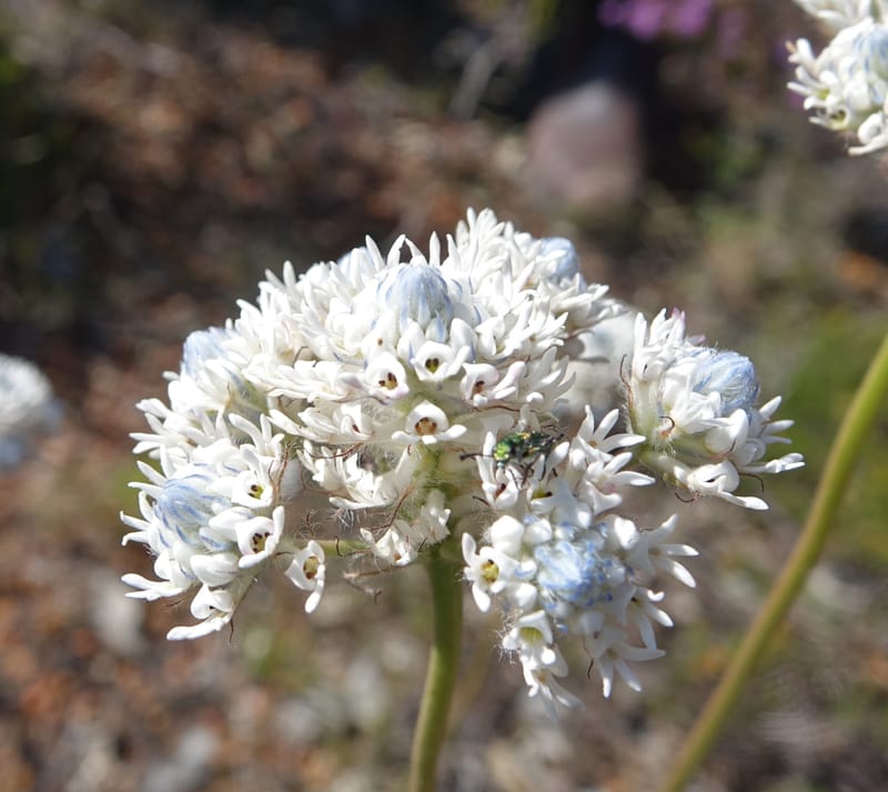 Isopogon dubius, C. Davidson 13384--Australia. W.A. Flora Rd. 22 Oct 2016. DSC03739 (200).JPG