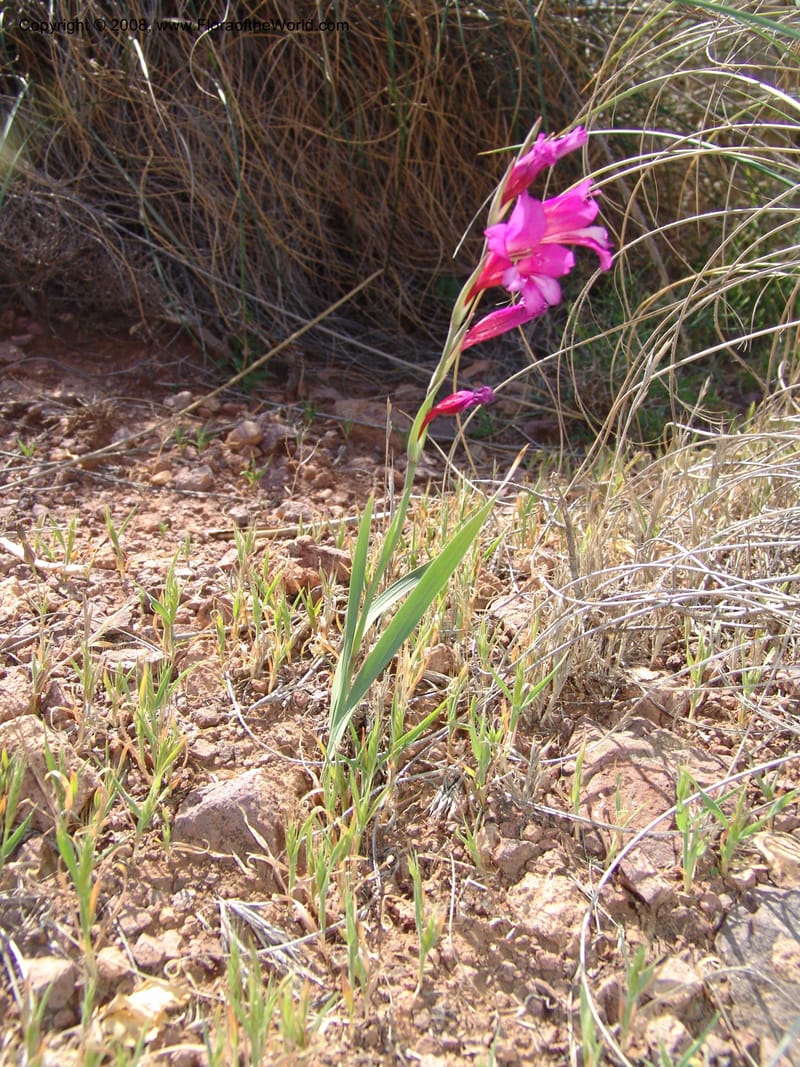 Gladiolus illyricus--Spain. Prov. Almeria. Cabo de Gata. Hill near new lighthouse. 23 Apr 05. 022.jpg
