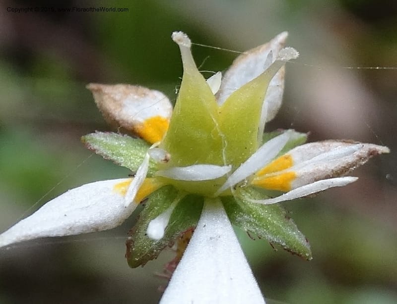 Saxifraga mengtzeana, Boufford, D 43703--China. Sichuan. LongDongZhen on Rd. to LeiYuan Shan. 13 May 2014. DSC05860 (66).JPG