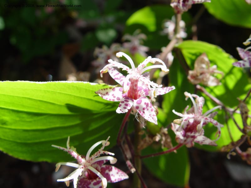 Tricyrtis macropoda, 82.1612--CA. UC Berkeley Bot. Gdn. 19 Sep 03. 002.jpg