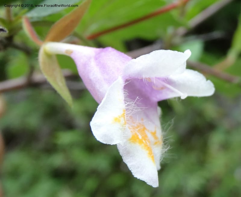 Abelia macrotera, Boufford, D 43692--China. Sichuan. LongDongZhen on Rd. to LeiYuan Shan. 13 May 2014. DSC05860 (177).JPG