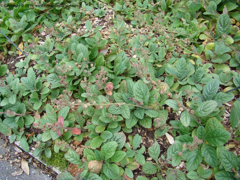 Rehmannia glutinosa, 036937-5607-2002--Canada. BC. Univ. BC Bot. Garden. 27 Jul 08. 014.jpg