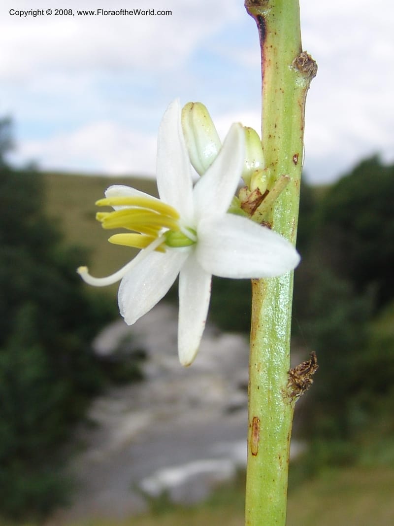 Chlorophytum crookianum--So.Africa. KZN. Midl. Meand. Granny Mouse. 13 Mch 05. 060.jpg