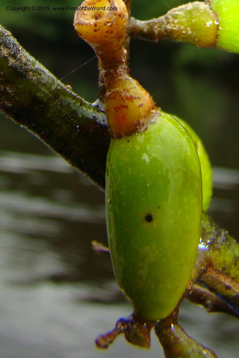 Endlicheria paniculata, Vasquez, Ro 34850--Peru. Loreto. Dist. Nauta. Qbda Nawapa, Rio Tigre. 11 Nov 08. 106 (2).jpg