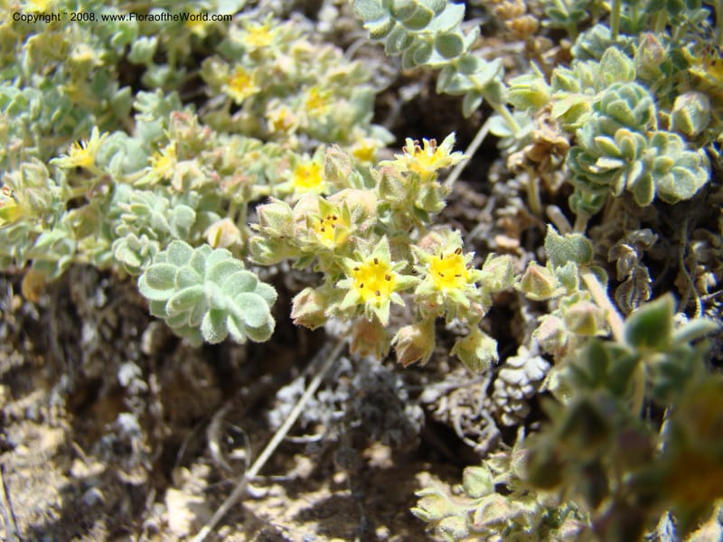 OR. Malheur Co. Leslie Gulch. 1 Jun 08. 230.jpg