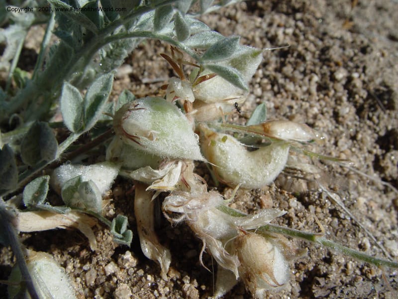 Astragalus purshii--ID. Idaho Co. Salmon R. Polly Bemis Ranch. 9 May 04. 019.jpg