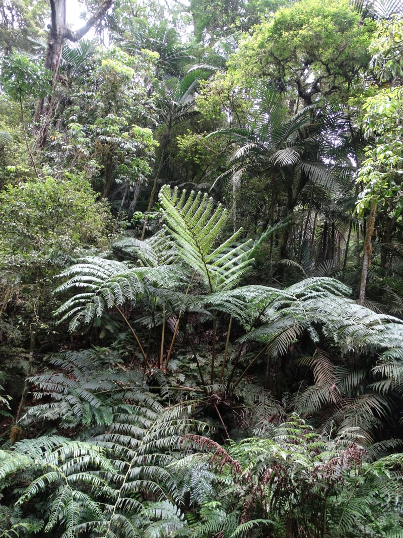 Angiopteris, Munzinger, J 7403--New Caledonia. Haute Robinson. 11 Nov. 2015. DSC00909 (331).JPG