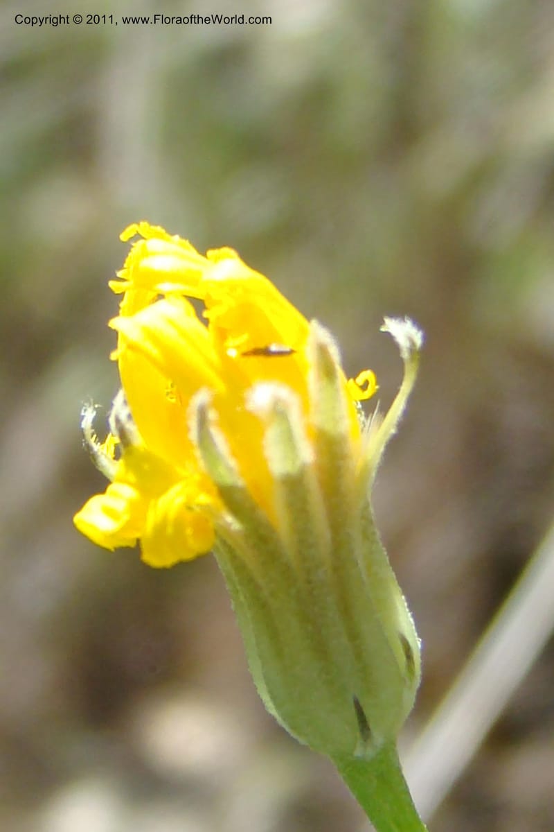 Crepis atrabarbata, C. Davidson 11389--IIdaho. Idaho Co. Salmon River. Shepp Ranch. 28 May 2009. 180.jpg
