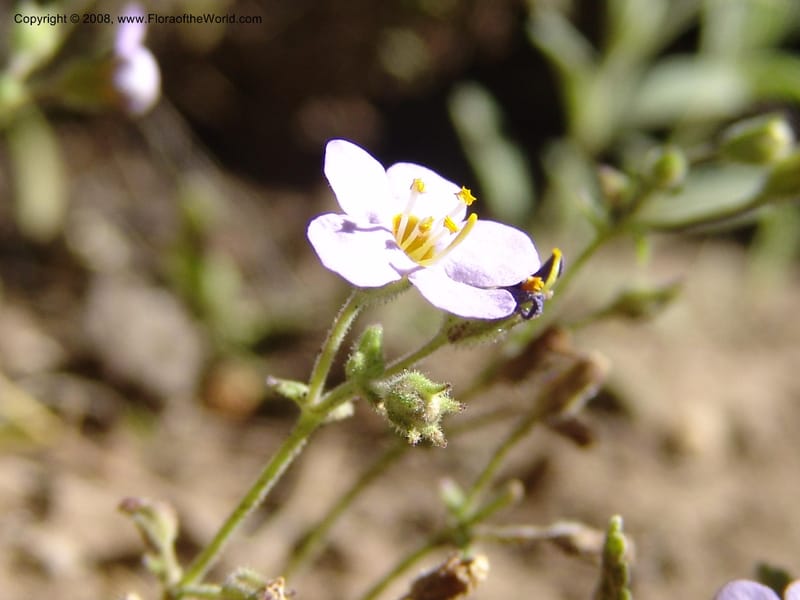 Sutera patriotica--So.Africa. E. Cape. Joubert's Pass, SE of Lady Gray. 9 Mch 05. 140.jpg