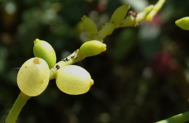 Ginalloa arnottiana, Davidson, C 12928--Sabah. Near generation plant. 28 Mar 2015. DSC01259 (9).JPG