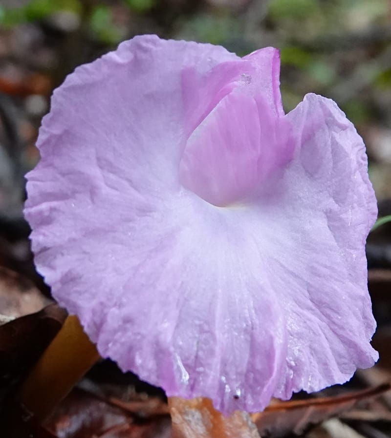 Aframomum, C. Davidson 13951--Gabon. Mondah. Arb Raponda Walker. 4 Nov 2018. DSC01949 (157).JPG