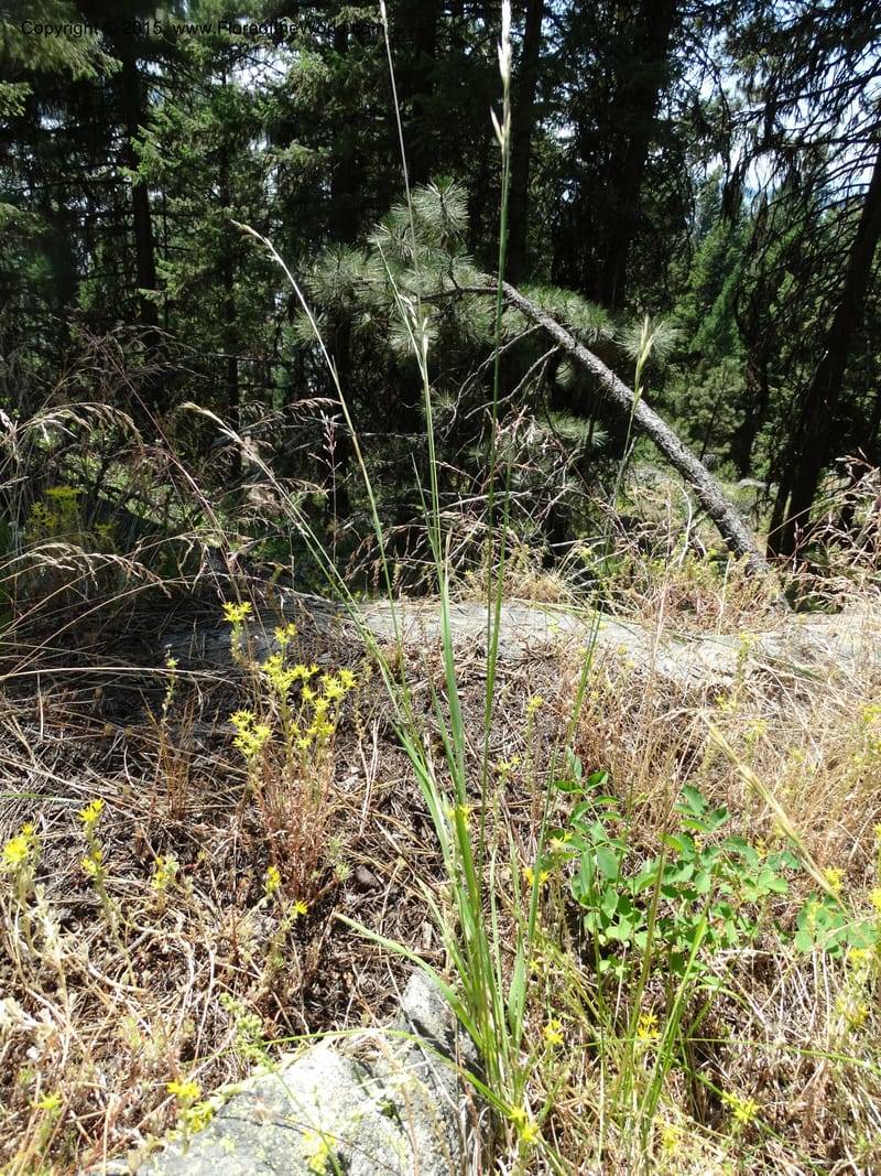 Bromus anomalus, Davidson, C 12563--Idaho. Valley Co. Payette Lake. Sylvan Beach. 12 Jul 2014. DSC09429 (161).JPG