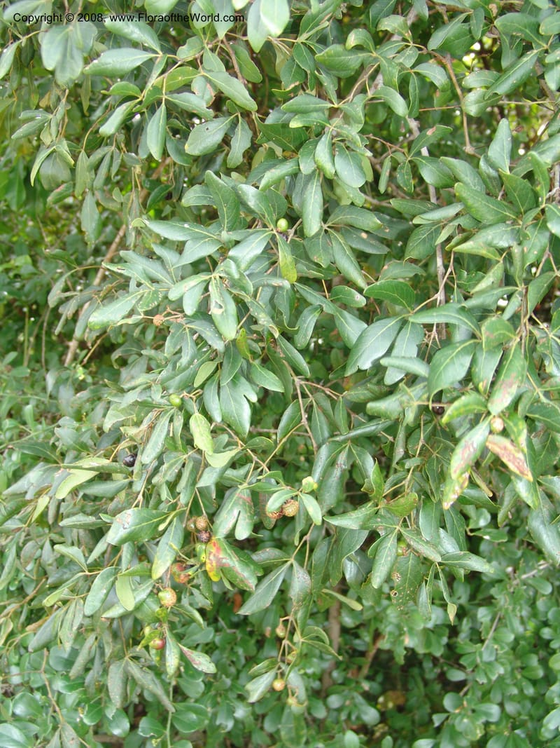 Rhus--Tanzania. Zanzibar. Jozani Forest to Paje Rd.. 17 Jul 0 (68).jpg