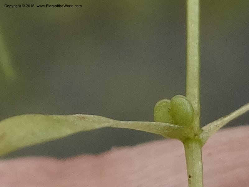 Callitriche, Ulloa, C 2479--Ecuador. Mojanda. 22 Apr 2015. DSC02267 (169).JPG