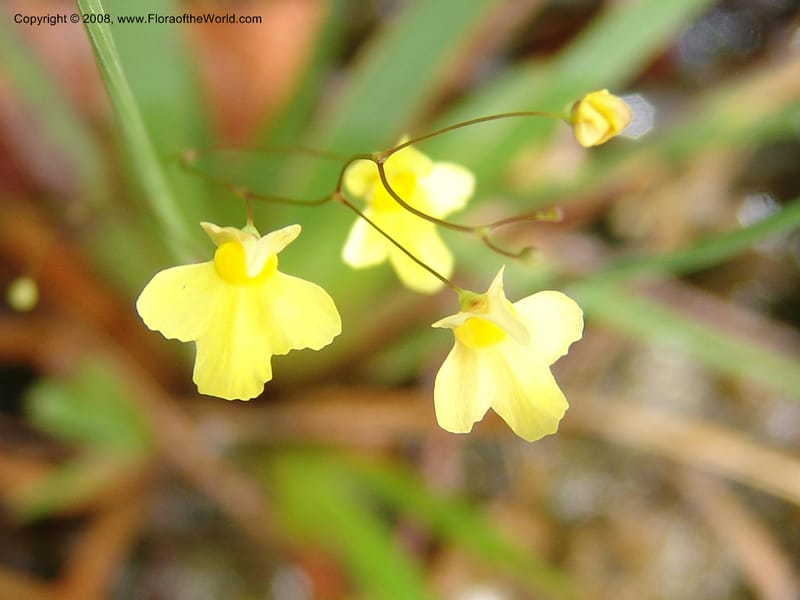 Utricularia subulata, GWalters1646--Gabon. Prv. Estuaire. Mondah For. 16 Apr 06. 111.jpg