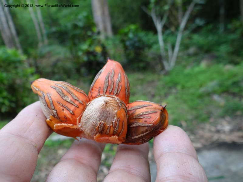 Pandanus calcis, Callmander 1048--Thailand. Prachuap Khiri Khan Prov. Ma Rong Cave. 13 Nov 2012. DSC08906 (99).JPG