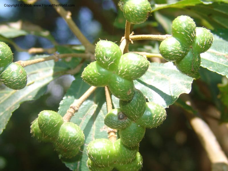 Grewia occidentalis cf--So.Africa. Mpumal. Moodie Mts.  18 Mch 05. 315.jpg