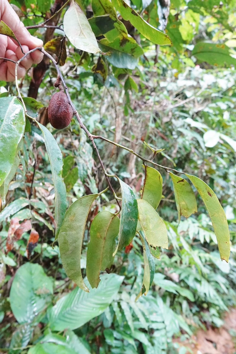 Staudtia gabonensis, C. Davidson 13939--Gabon. Maurel & Prom Oil Rd. 2 Nov. 2018. DSC01376 (267).JPG