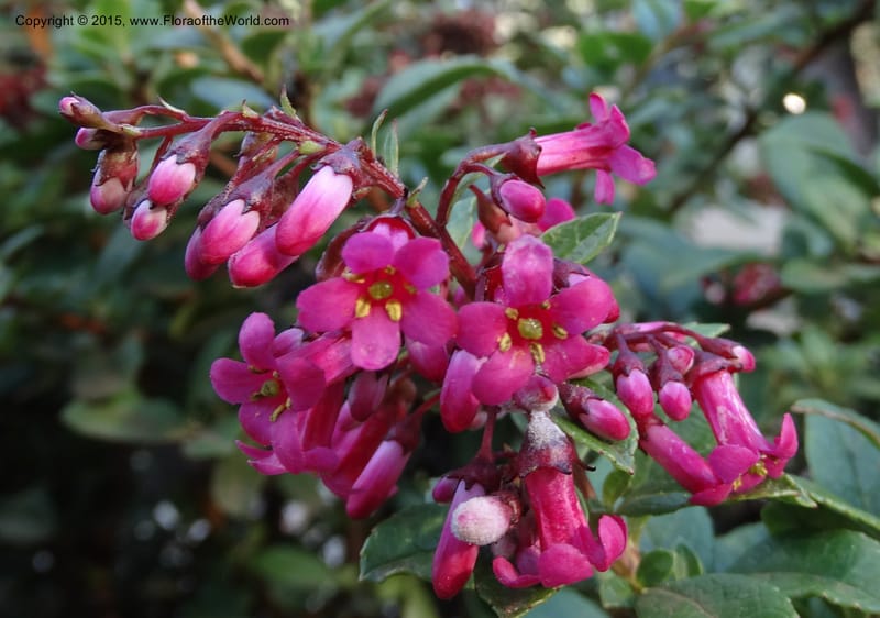 Escallonia callcottiae, Ricci, M --Chile. Juan Fernandez. SJB. 21 Feb 2015. DSC08963 (95).JPG