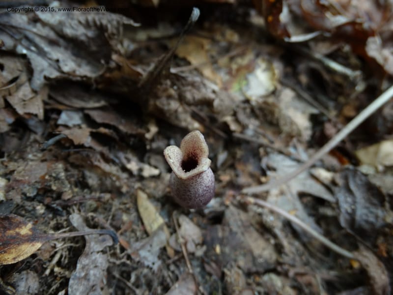 Asarum arifolium, Davidson, C 13035--Georgia. Stephens Co. Panther Cr. 18 May 2015.  (62).JPG