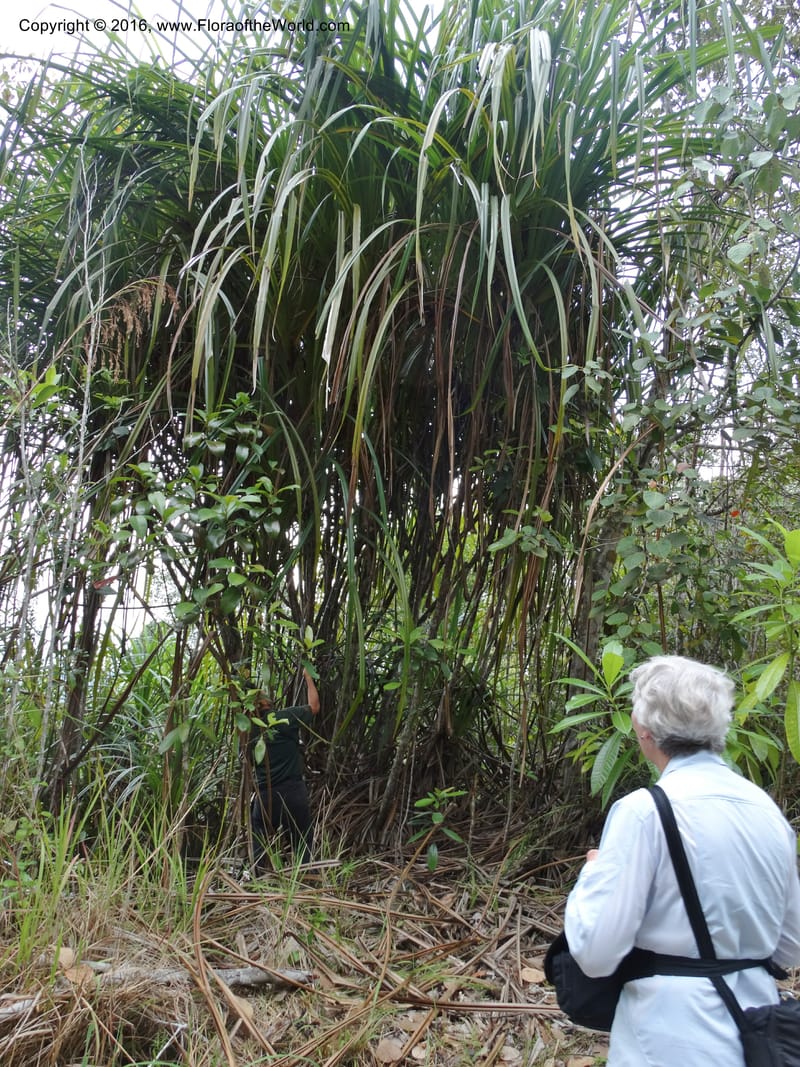 Benstonea, Buerki, S 342--Sabah. G. Silam. 1 Oct 2014. DSC00937 (70).JPG