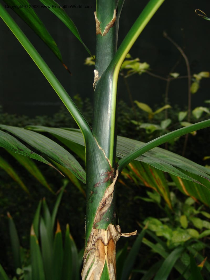 Chamaedorea tepejilote--IL. Chicago. Garfield Park Conservatory. 30 Jun 05. 064.jpg