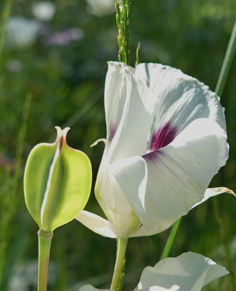 Calochortus eurycarpus, C. Davidson 13846--ID. Fremont Co. Sawtelle Pk. Stop 1. 30 Jul 2018. DSC07452 (45).JPG