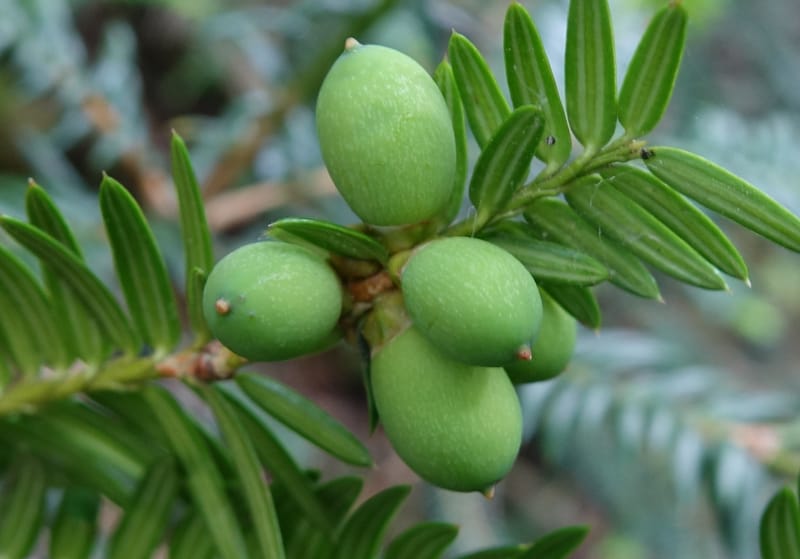 Torreya nucifera--Japan. Niigata. Trail along Sekikawa River. 29 May 2016. DSC05504 (114).JPG