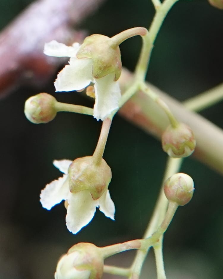 Celastrus stylosus, D. Boufford 44095--China. Yunnan. Ci Wu Duan Rd. Stop 2. 29 Apr 2018. DSC00344 (192).JPG