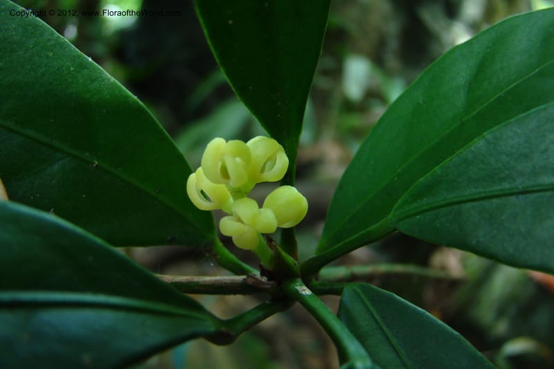 Chionanthus, Regalado 1707--Viet Nam. Thua Thien Hue Prov. Nam Dong Distr. Thuang.12 Apr 09. 160.jpg