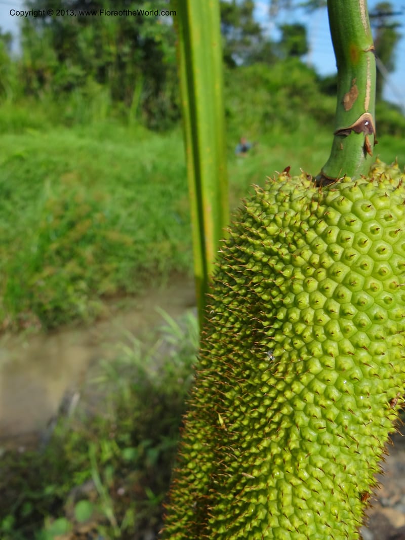 Pandanus helicopus, Callmander 1023--Sabah. Klias Forest Reserve. 3 Apr 2012. DSC06489 (209).JPG