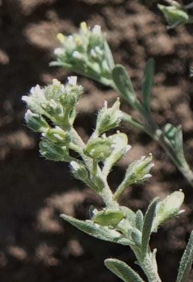 Alyssum alyssoides, C. Davidson 13796--Oregon. Union Co. Hwy 82, near summit. 6 Jun 2018. DSC05441 (70).JPG