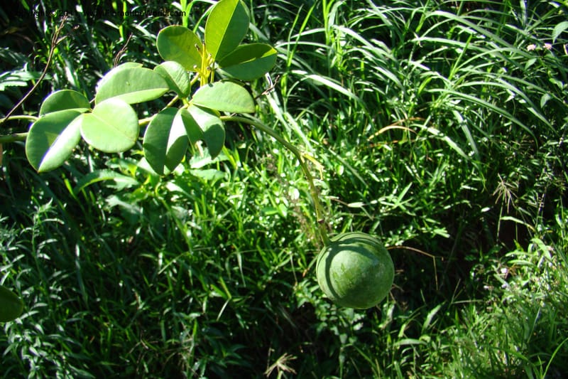 Deidamia, Rogers 1213--Madagascar. Prov. Fianarantsoa. Ifanadiana. 12 Jan 09. 101.jpg