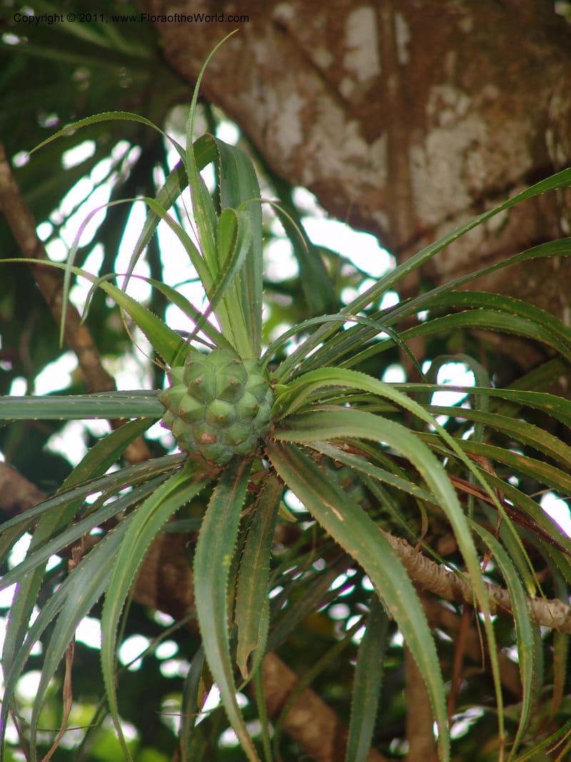 Pandanus latistigmaticus, ROR1575--Madag. Parc Nat. Montagne d'Ambre. 10 Nov 06. 097 (7).jpg