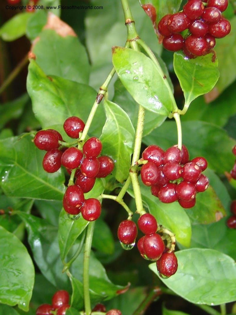 Psychotria ipecacuanha--France. Nancy. Jard. Bot. Montet. 2 May 05. 039.jpg