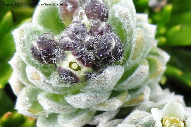 Draba, Ulloa 2022--Ecuador. Napo. Volcan Antesana. 2 Jun 2011. 206 (6).jpg