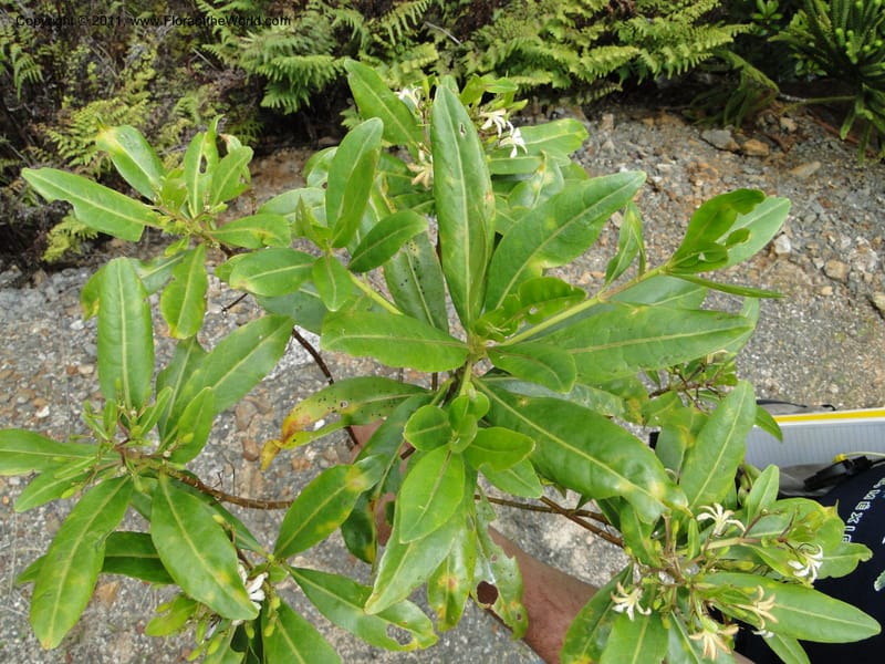 Scaevola, M. Callmander 805--New Caledonia. Mont Dore. 20 Jan 2010. 1360 (10).JPG