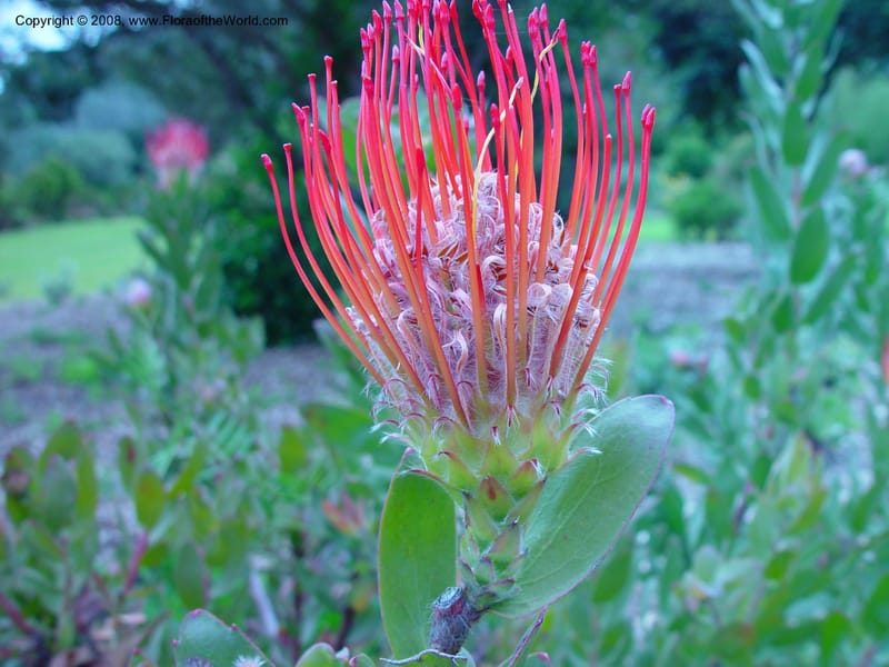 Leucospermum --So. Africa. Cape Province. Kirstenbosch Bot. Gard. 20 Nov 02. 062.jpg