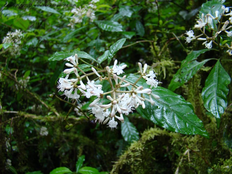 Psychotria, Gereau, R 7011--Tanz. Mbeya Rural Distr. Ngozi Crater. 26 Jan 08. 028 (5).jpg