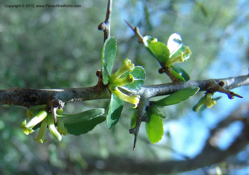 Commiphora simplicifolia, Rogers, Z 870-Madagascar, 15 Jan 2006 024 (1).jpg