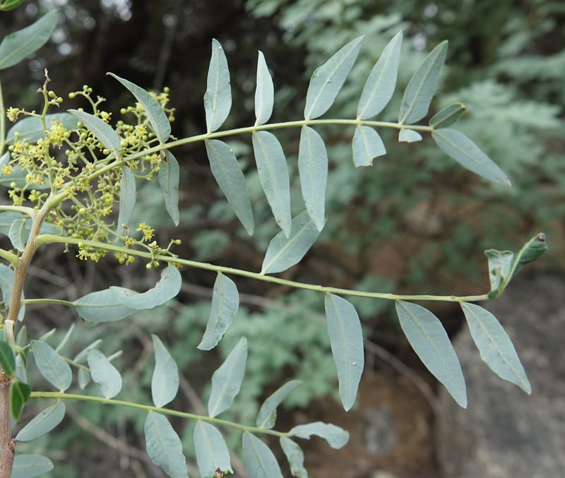 Schinus areira, Fortunato 13200--Argentina. Hwy 150 S of San Augustin. 9 Feb 2018. DSC09845 (74).JPG