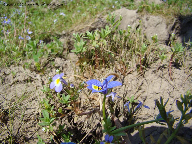 Downingia bacigalupii,  D. Mansfield 08-537--OR. Malheur Co. 1.3 km W of Mud Flat Rd. 16 Jul 08. 005.jpg