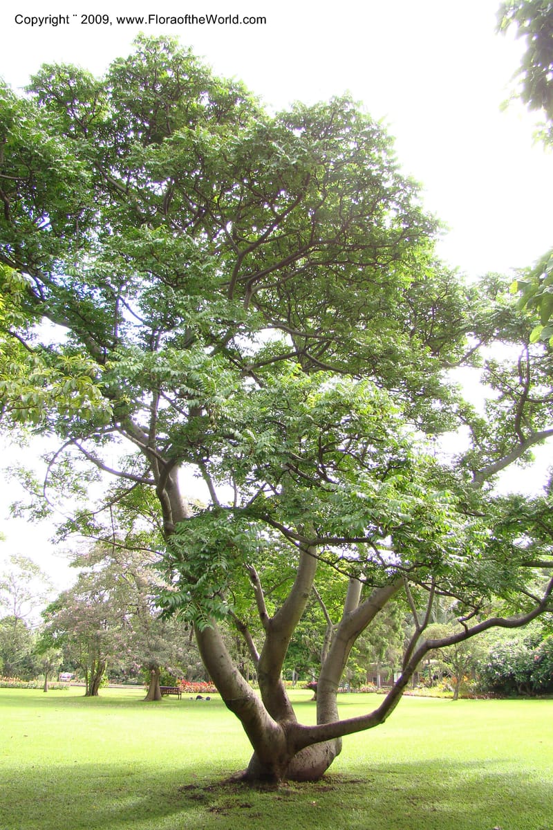 Spondias cytherea--South Africa. Durban Botanical Garden. 30 Jan 09. 364.jpg