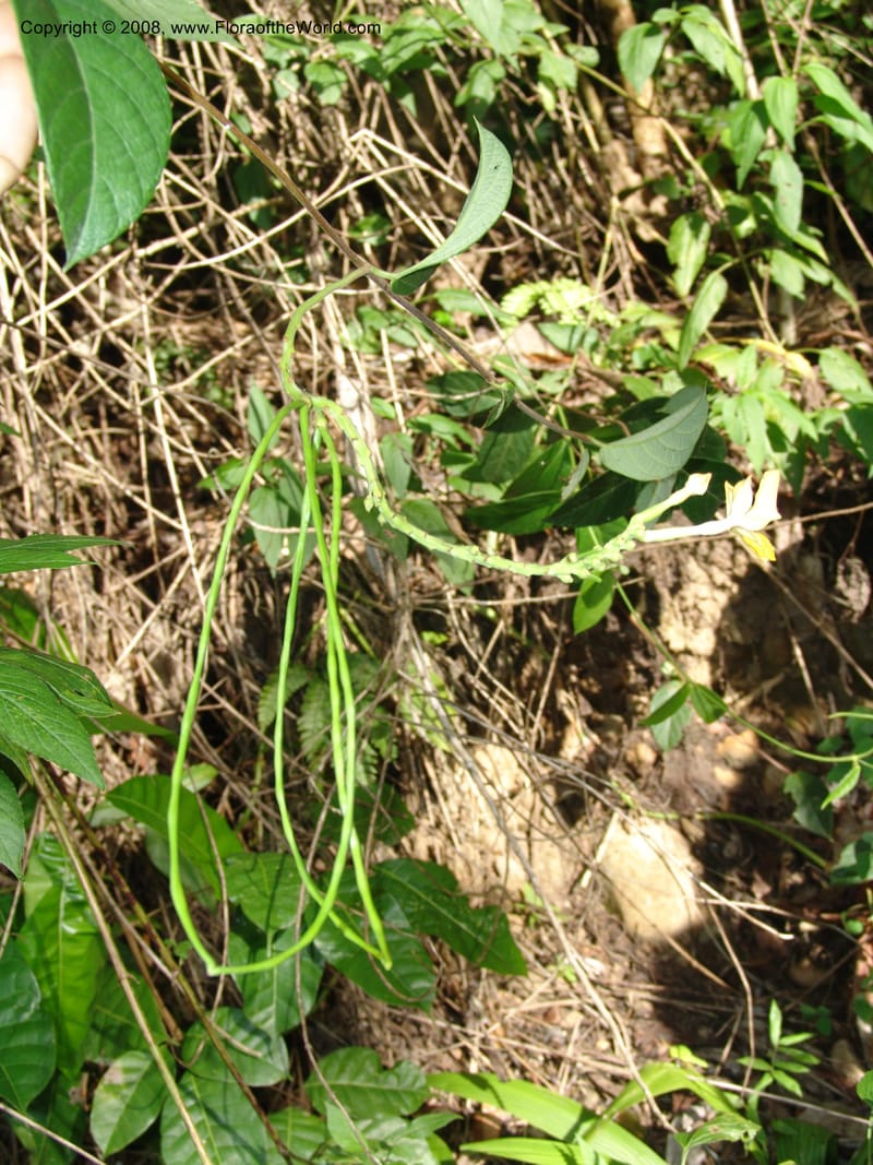 Mandevilla rugellosa, Murakami1226--Bolivia. Pq. Nac. Madidi. Rio Tuichi, San Jose de Uchup. 29 Nov 04. 458.jpg